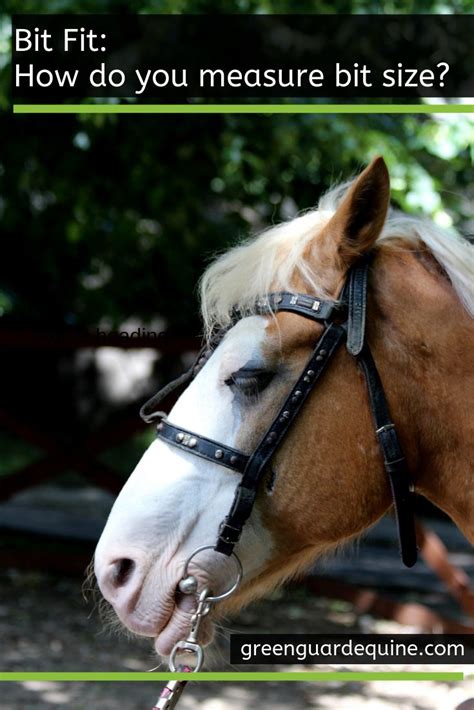 Bit Fit: How To Measure a Horse Bit | Horses, Horse bits, Horse bites