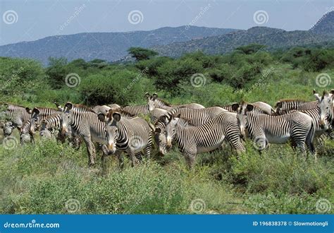 Grevy S Zebra Equus Grevyi Herd At Samburu Park In Kenya Stock Photo