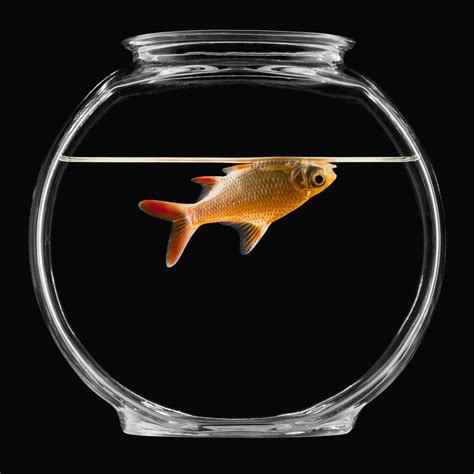 Why You Should Never Keep Your Pet Fish In A Bowl