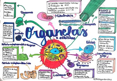 MAPA MENTAL SOBRE ORGANELAS CELULARES/CITOPLASMÁTICAS - Maps4Study