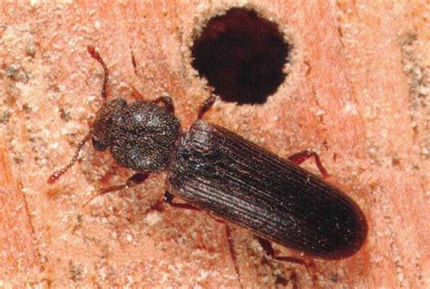 An Adult Powderpost Beetle – Mississauga Pest Control