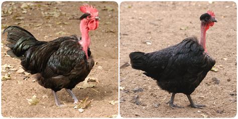 Transylvanian Naked Neck Chicken Breeds NBGK