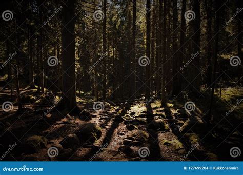 Deep Dark Forest Stock Photos Free Royalty Free Stock Photos