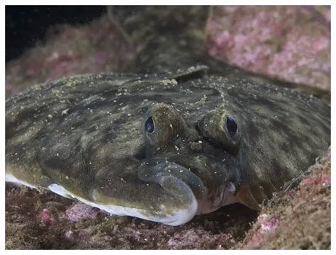 European Flounder – Platichthys flesus - Fish