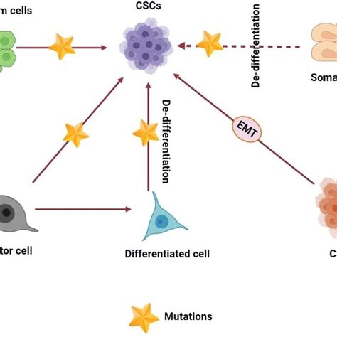 Schematic Representation Of The Cancer Stem Cell Microenvironment Or