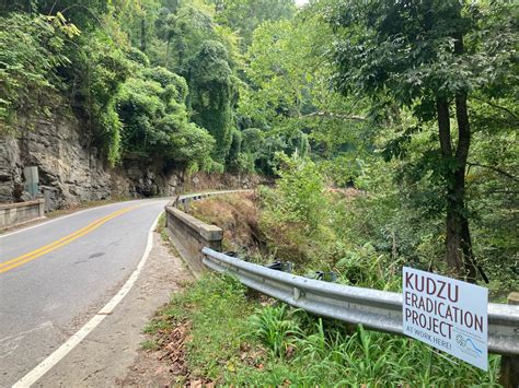 Tackling Kudzu Together In The North Pacolet River Gorge The Tryon