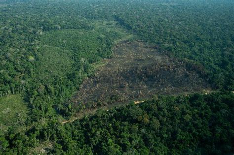 Desmatamento na Amazônia tem alta de 62 em fevereiro e bate recorde