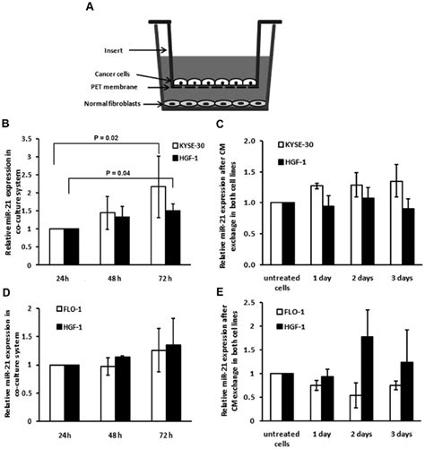 Effect Of Co Culturing Normal Fibroblasts With Esophageal Cancer Cell