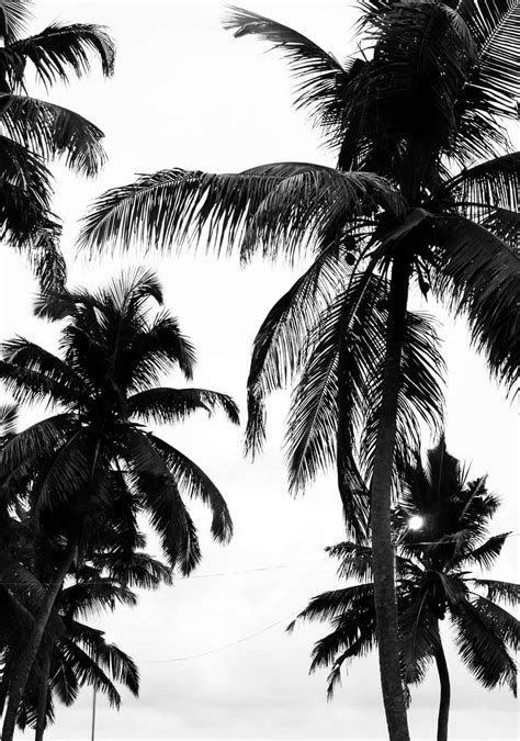 Download A Silhouette Of A Palm Tree Against A Black And White Sunrise