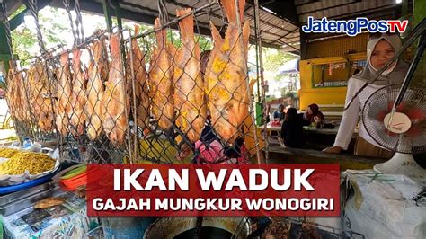 Ikan Waduk Gajah Mungkur Wonogiri Jatengpos Tv Youtube