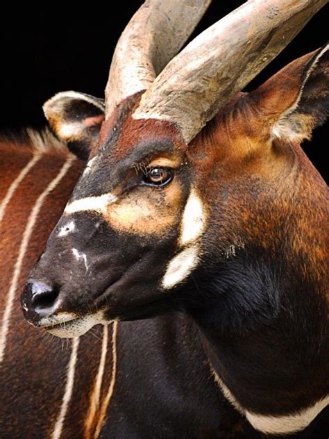 Bongo Antelope By Stephenmchale On African Animals Animals Beautiful