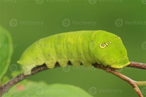 two tailed swallowtail butterfly caterpillar 21884873 Stock Photo at ...