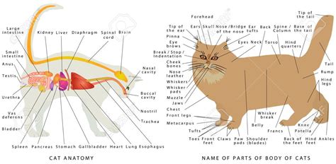 Cat Anatomy Domestic Cats Anatomy Cats Organ Anatomy Diagram