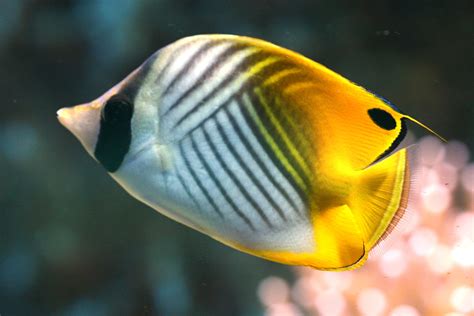 Chaetodon Auriga Threadfin Butterflyfish Oogvlekkoraalvlinder By Hans