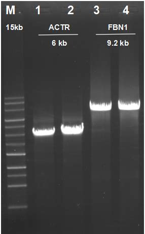 Accelerrt G Template Switching Reverse Transcriptase Igenebio