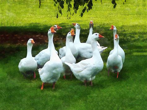 Gaggle Of Geese Photograph by Susan Savad