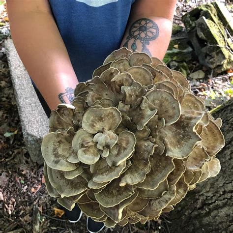 Maitake Mushroom Grifola Frondosa Mayernik Kitchen