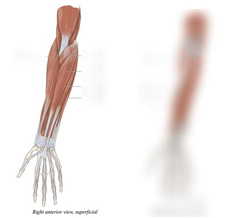 lab 8 - human arm muscles (labeled) Diagram | Quizlet