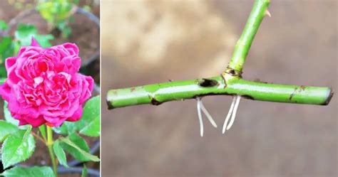 Esquejes De Rosa A Partir De Una Rama C Mo Cultivar Rosas A Partir De