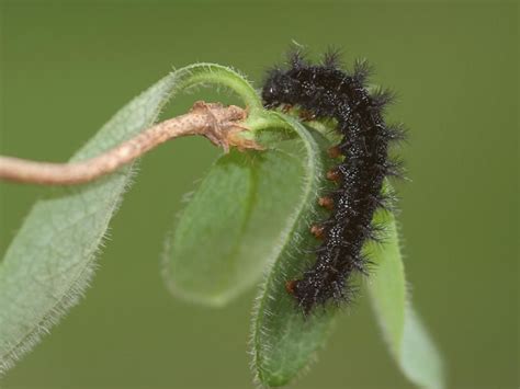 Marsh Fritillary Caterpillar Butterfly Life Cycle Cycle Pictures