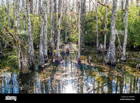 Swamp With Pond Cypress Trees Along Loop Road In Big Cypress National