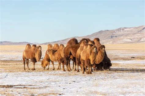 Wild Bactrian Camel Is This Animal Endangered