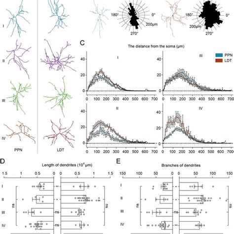 The Dendritic Morphology Of Ptcns A The Typical Dendrite Of Ptcns In