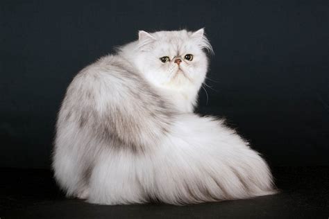 Persian Cat Breed Profile Cat World