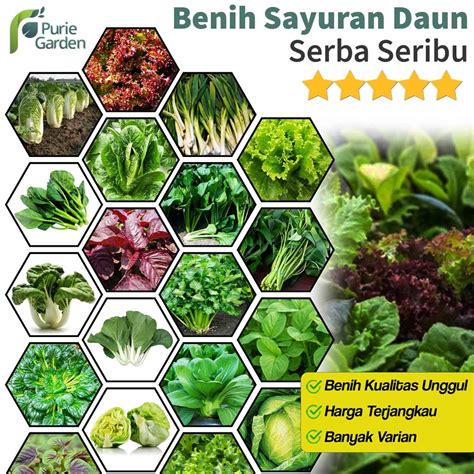 Jual Bibit Benih Sayur Daun Bibit Sayur Kangkung Bayam Sawi dll ...