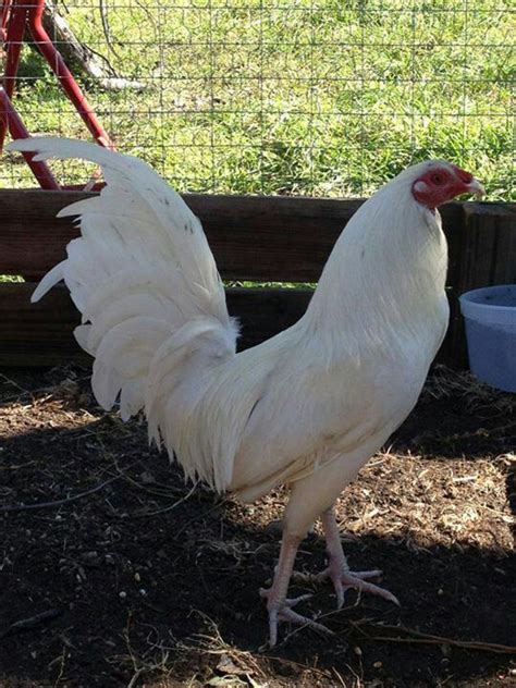 A White Rooster Standing In The Dirt Next To A Fence