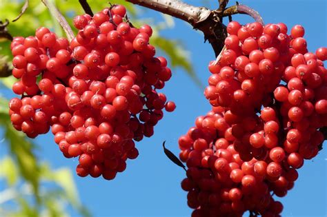 Beeren Sorbus Baum Kostenloses Foto Auf Pixabay Pixabay