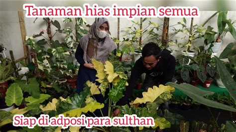 Tanaman Hias Impian Para Pecinta Tanaman Hias Wow Ada Luxurian Youtube