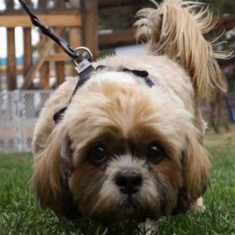 What Is A Lhasa Apso Shih Tzu Mix Cost Personality Health