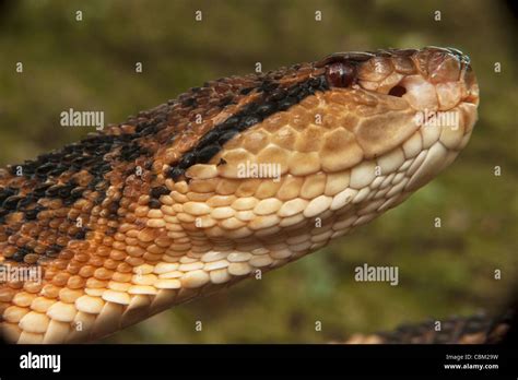 bushmaster snake logo