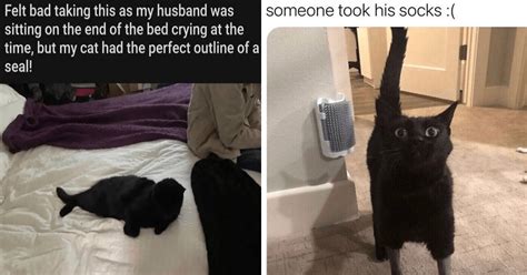 Start Your Caturday Purrfectly With The Funniest Cat Memes Of The