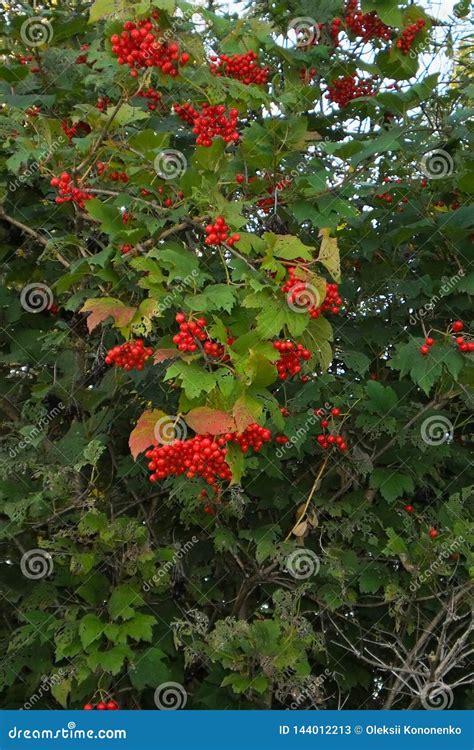 Arbusto Del Viburnum Con Los Manojos De Bayas Rojas De Arbusto O De