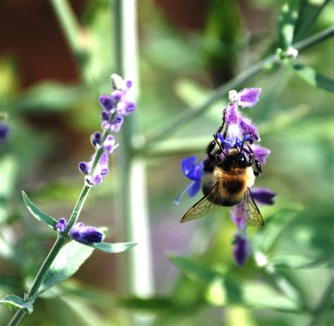 Honey Bee Gathering Nectar On Purple Flower Smithsonian Photo Contest Smithsonian Magazine