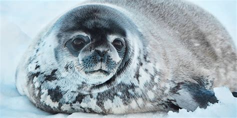 Ringed Seal | National Wildlife Federation