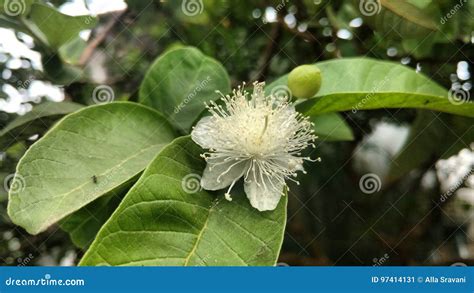 Guava Flower with Leaves and Bud Stock Image - Image of name, flower: 97414131