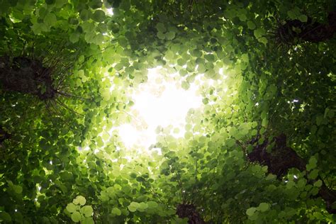 Sfondi Luce Del Sole Alberi Natura Erba Piante Ramo Verde