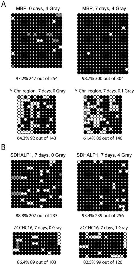 Bisulfite sequencing. The Figure shows the result of the bisulfite ...