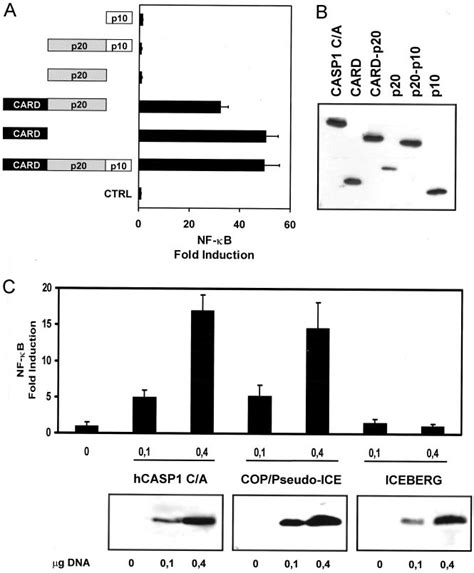 Caspase Card Is Necessary And Sufficient For Nf B Activation A T