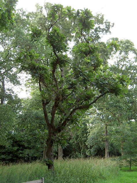 Quercus Dentata Daimyo Oak Japanese Emperor Oak Oaks North