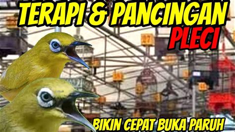 Terapi Dan Pancingan Bikin Emosi Cepat Buka Paruh Youtube