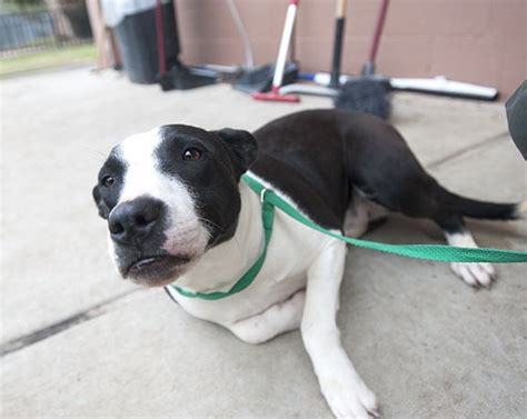 Pets of the Week at the Nacogdoches Animal Shelter on Wednesday, Feb. 1 ...