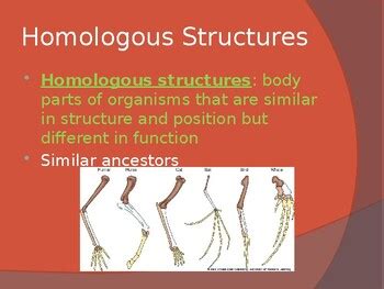 Biological Evidence of Evolution PPT notes by Suzie Science Teacher