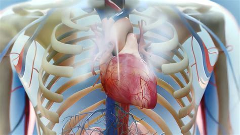 Low Ejection Fraction | Causes and Treatments