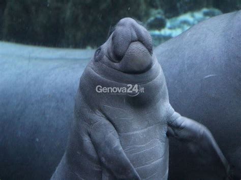 Fiocco Azzurro All Acquario Di Genova Ecco Il Cucciolo Di Foca Appena