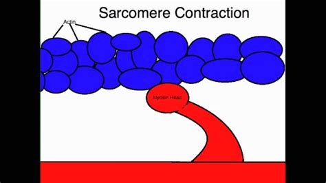 Skeletal Muscle Sarcoplasm and sarcolemma, - YouTube