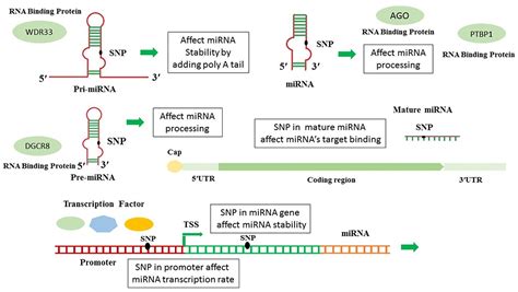 Frontiers In Silico Analysis Of Polymorphisms In MicroRNAs